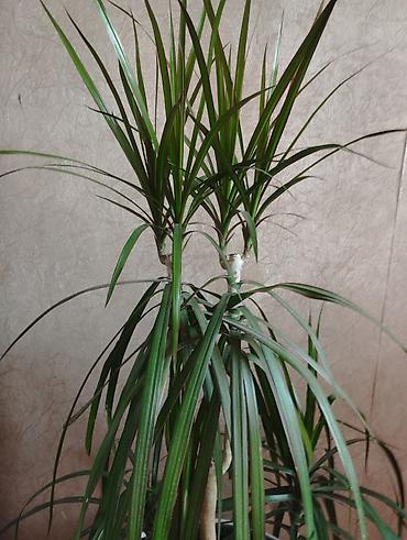 драцены: Драцена маргината (Dracaena marginata), крупное комнатное растение в — 4