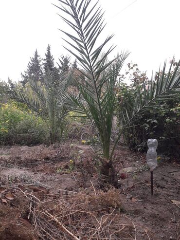 Çöl bitkiləri: Iran xurma ağacı