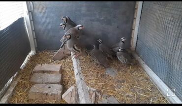 куры домашние купить: Продаю подростков домашних кекликов ❗