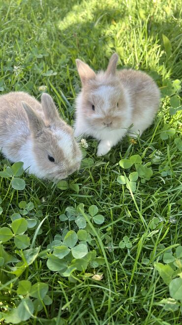 кролики бишкек: Продаю папочку карликовых декоративных кроликов цена за одного
