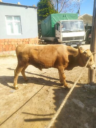 Inəklər, öküzlər: Inəklər, öküzlər — 12