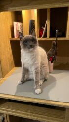 шатлански кошка цена: Сиамская, 1 год, Девочка, Приучена к лотку