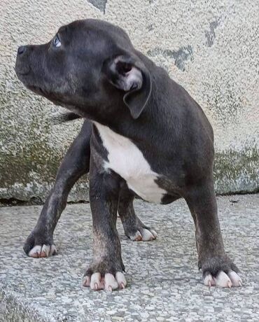 Psi: Američki Buli Poket štenci Prodajem štence rase American Bully Pocket — 1