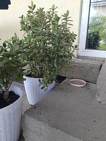 Толстянка (Crassula ovata, “денежное дерево”) в декоративном белом