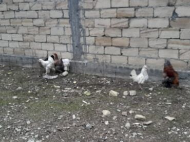 Xoruzlar: Bramalar satılır 3aylıqdılar.Bir ədəd qold xoruz-2qold fərə.bir ağ -da lalafo.az — 7 Xoruzlar: Bramalar satılır 3aylıqdılar.Bir ədəd qold xoruz-2qold fərə.bir ağ — 7