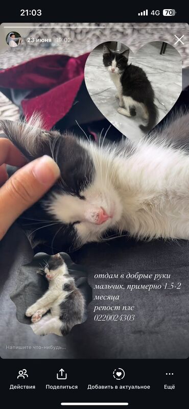 шотландская кошка шиншилла: Мышык бекер берилет: Породасыз, 2 айлык, Эркек, Курттардан тазаланган