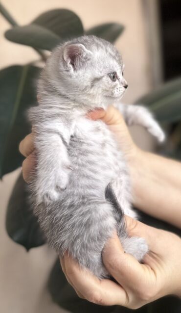 Pişiklər: Şotland — 31