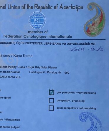 İtlər: Kane-Korso, 3 ay, Erkek, Sənədli — 8