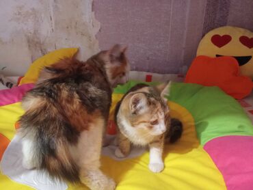 Pişiklər: Şotland balalar biri uzun tüklü balaca qulaq topus baladi üsdündə -da lalafo.az — 4 Pişiklər: Şotland balalar biri uzun tüklü balaca qulaq topus baladi üsdündə — 4