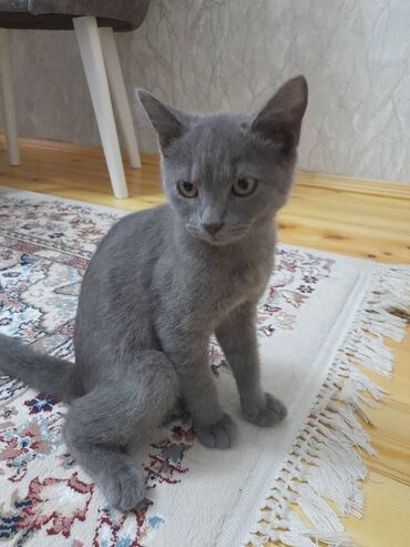 Собаки: Шотландская, Самец, В добрые руки, Самовывоз