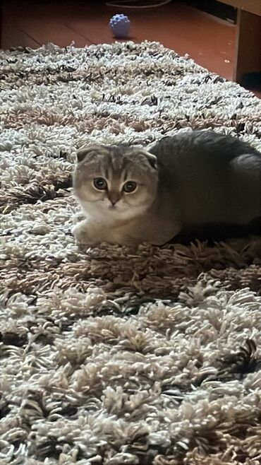 купить домик для кошки недорого: Шотландский вислоухий котенок (Scottish Fold) - Порода: шотландская