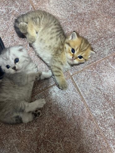 Pişiklər: Britan yastı qulaq, Erkək, Dişi, Yaxşı əllərə, Ünvandan götürmə, Pulsuz çatdırılma, Ödənişli çatdırılma — 13