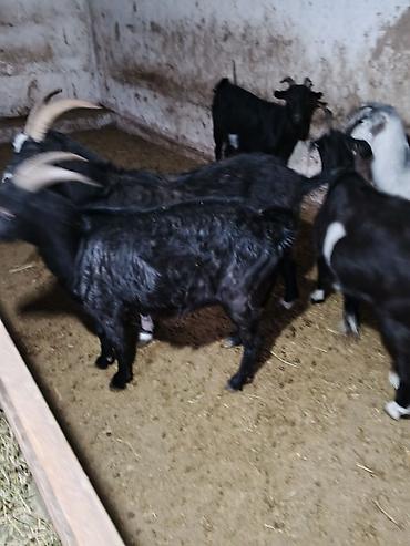 Продам с/х животных: Продаю | Козёл (самец) — 10