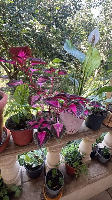 Otaq bitkiləri: Her biri ucuz kimete Gencededi catirma var size yaxin yere ancag — 22