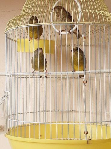 чау чау цена в баку: Meşə bülbülü - spanish timbrado.7,8 Aylıq 4də erkək olmalıdır.Ama