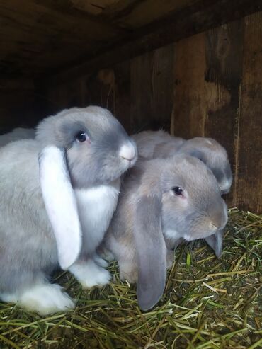 клетка для кролик: Продаются крольчата породы французский баран. Возраст 2 -6месяца