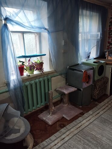 Продажа кошек: Гостиница для кошечек и маленьких собачек до 5 кг Предлагаем — 7