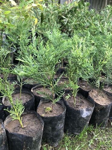 Tinglər: (Leylandra )Thuja (həmişəyaşıl) fidanları - Növ: ehtimalən
