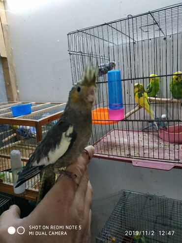 Tutuquşları: Diqqet quslarin altinin ve yerinin temizliyine fikir verin — 16