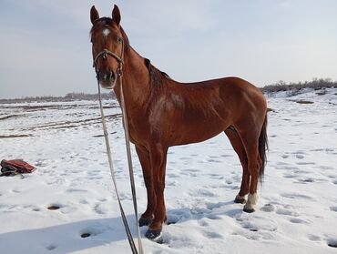 Лошади, кони: Продаю | Жеребец | Полукровка, Дончак | Для разведения, Конный спорт | Племенные