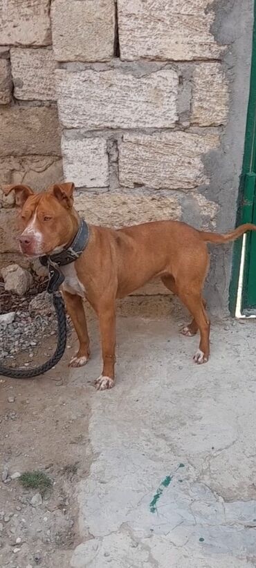 pitbullar: Pitbull Rednose Dişi 9 Aylıq ✓
 Sağlamdır ✓

enerjikdir ✓