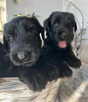 Psi: Veliki Crni Snaucer štenci vrhunskog izlozbenog porekla na prodaju — 5