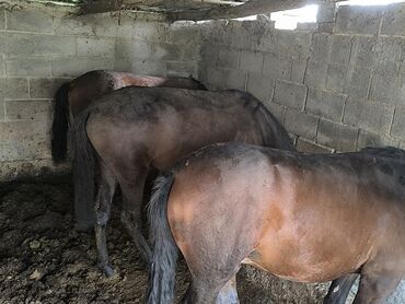 отдам даром вислоухого котенка: Лошади бурой масти, находящиеся в конюшне. В кадре видны три лошади