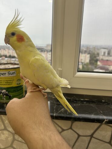 Tutuquşları: Erkək Korella papuqayı satılır Dekabrın 1-i doğulub Boz rəngi və — 14