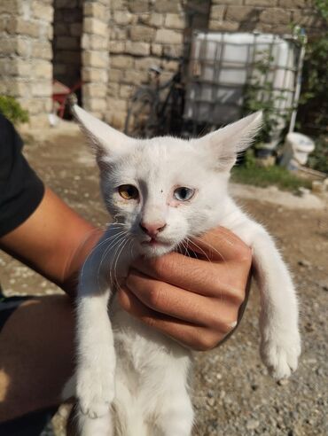 şinşila pişik: Сиамская, Самец, В добрые руки, Самовывоз