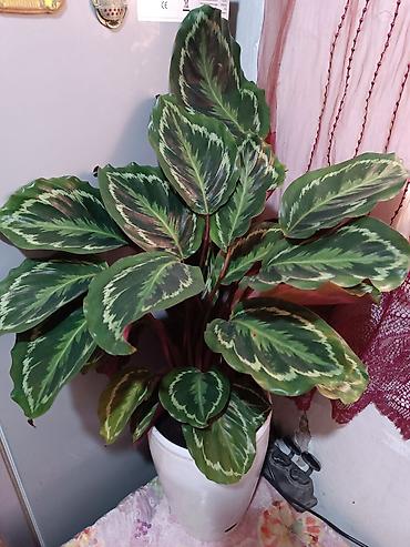 Другие комнатные растения: Комнатные растения — набор 1) Бегония (черенок/молодое растение в — 14