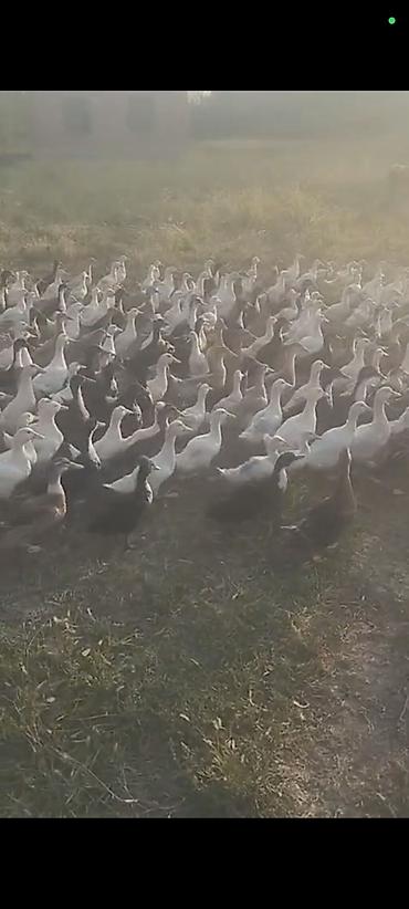 Утки: Məhsul: Ördek sürüsü (ferma yetişdirməsi) Təsvir: - Çöl şəraitində — 1