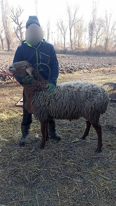 Баран, овца: Продаю | Баран (самец) | Гиссарская | На забой, Для разведения | Осеменитель — 5