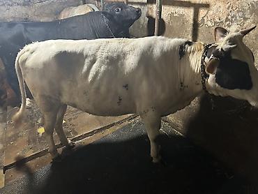 südlük inəklər: Super duye dogmamis cinsdən ağ-qara ləkəli inək. Orta ölçülü buynuzlu — 6