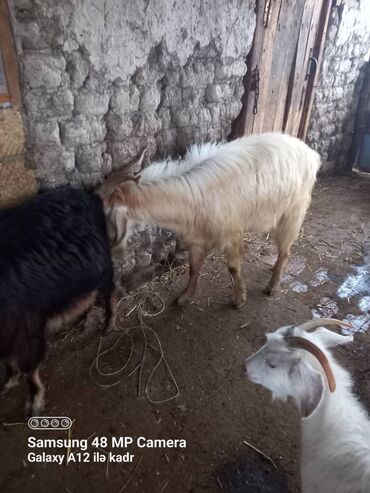 Mal-qara: Damazlıq erkek keçi bir yaşı var Hələb və Sanenin dönmesidir.Ciddi