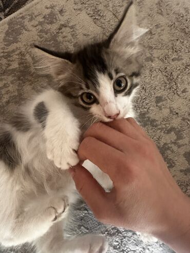 бурманская кошка: 3 месяца, Мальчик, Приучена к лотку, Проглистована