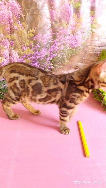 Продажа кошек: Красивейшие Бенгальские котята 3мес девочки и мальчики. Проф питомник at lalafo.kg — 18 Продажа кошек: Красивейшие Бенгальские котята 3мес девочки и мальчики. Проф питомник — 18