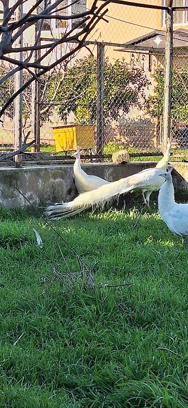 pekines ağ: Ağ tovuz quşları – dekorativ quşlar - Növ: Pavo cristatus (ağ rəng — 3