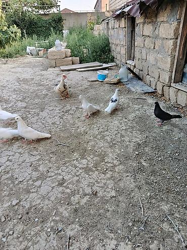 goyerçin: Məhsul: Ev təsərrüfatı üçün göyərçinlər (qrup halında) Təsvir: - Bir — 4