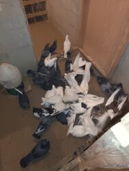 сколько стоит золотой ретривер: Ucan goyercinler satiram 40 eded icinde cutu 150 . 200 e aldiqim