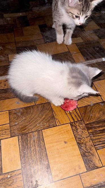 некая: Кошка даром: Беспородная, 2 месяца, Девочка — 5