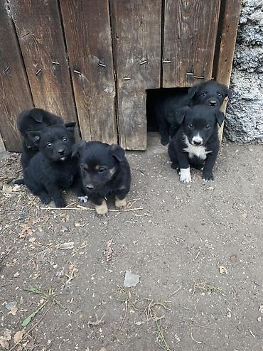 самый лучший сильный умный собака: Собака даром: Дворняжка, 1 месяц, Самка — 2