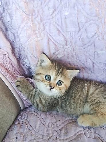 Үй жаныбарлары: Шотландские котята (скоттиш) с плюшевой шерстью и округлой мордочкой — 3