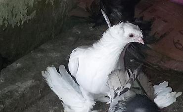 hind quşu: Yeke lelekli iki kekil qus satiram erkekliyi mayaliqi tam bilinmir — 8