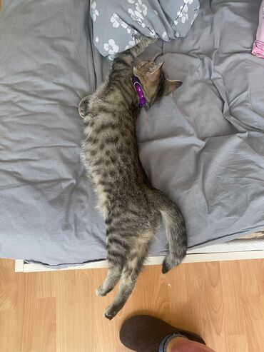 Pişiklər: Sekilleri cevirib baxin her biri pulsuz sahiblendirilir. tertemiz ev — 6