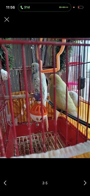 qəfəs satilir: Böyuk qefesi iki tutu qusu biri mavi biri sari apilkasi duzu vitamini — 1