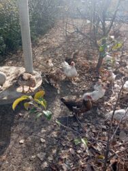 в какой приют можно отдать собаку: Мускусные утки (индоутки), поголовье разноокрашенное. - Порода