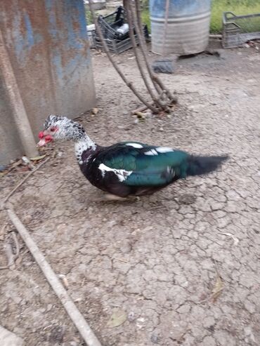 Ördəklər: Ördəklər — 6