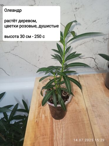 продать кукурузу: Олеандр. Высота 30 см. Растёт деревом, цветки розовые, душистые