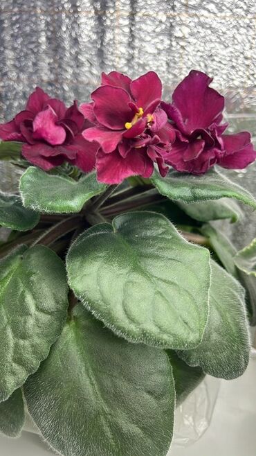 продам излишки клематисы: Сенполии (африканские фиалки) декоративных сортов в горшках