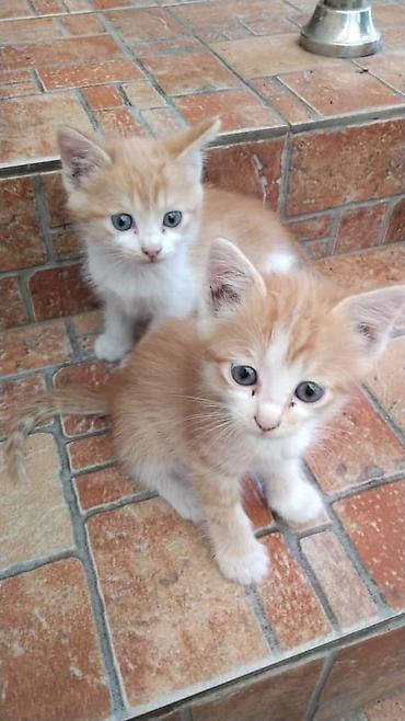 Мышыктар: Котята, домашние. в хорошие руки Описание: - Окрас: два рыже-белых — 1